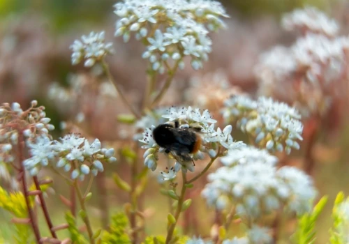 Green Roof benefits