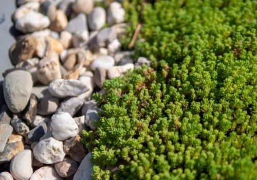 Green Roof Systems