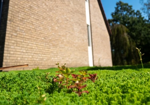 Green Roofs in general